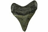 Fossil Megalodon Tooth - South Carolina #212948-1